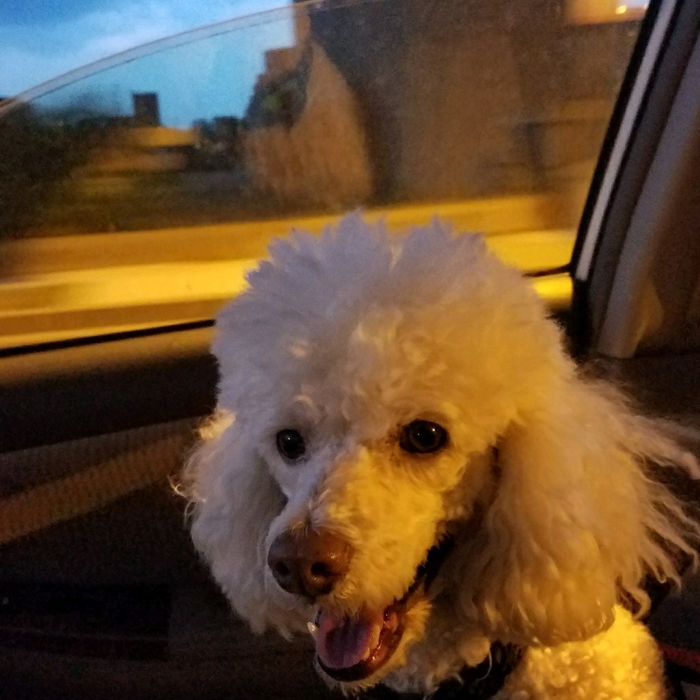 Meet your Posher, Mallory